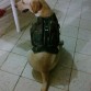 Hermos con su camuflado