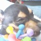 QUE PLACER MORDER .. MORDER