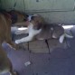 Santiago  el perro mestizo hermoso y Camila  una San Bernardo en su primer dia en la casa!! Santiago le da la bienvenida!!