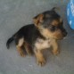 ●๋• MIA ●๋•  Hermosa engreida y orgullosa!!
Mimosa, dulce y sobre todo muuy agradecida.-