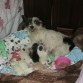 Kaina y los bbes