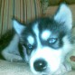 Os presento a Kun nacio el 13/8/09 es un cachorro de siberian husky