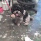 estaba sin peluquiar
