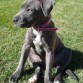 ISIS - BLUE STAFFY 06