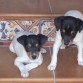 cachorros de orobar y bailen