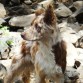 Yago Border Collie