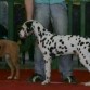 concursando 4 meses mb1 best in show puppy