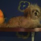 oww.. parece un peluche 