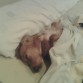 dormideta al nostre llitet
