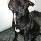 coco mi staffy