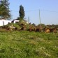 las cabras