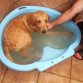 Le encanta el baño