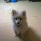 Mi pomi de 3 meses 1/2, posando para mami!. Esta es mi foto favorita!!!! 