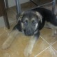 el dia que llego a casa.8/10/11, con sus 6.5 kg