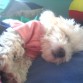 dormida