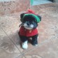 PELUCHIN ES  UN MIEMBRO MAS DE LA FAMILIA NOS A TRAIDO MUCHA , ALEGRIA
