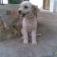 Cansadita