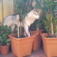 Rompiendole las plantas al abuelo!!!