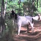 este es mi perro salpicado es de raza colli  de la frontera lo quiero mucho esta foto se la tome en el campo