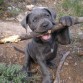 GDA Keona Cane Corso-