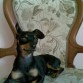 me llamo bandido y tengo como novia a mixi una linda pinscher blanca, pero todavia esta un poquito chiquita para tener bebes, x eso busco una novia que pueda tener bebe conmigo, lindas candidatas llamar al 0414-129-78-72