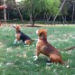 Una con su amiga, Yuma. Otra beagle. Así podéis comparar fisonomías.