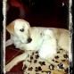 con su primo Yako... el perro con mas paciencia del mundo...
