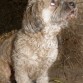 Lo encontramos en la calle a punto de ser atropellado y con una pata herida, ahora es un perro educado y feliz y extremadamente cariñoso y sociable :)