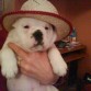 nora con dos meses,perreandola un poquito.....jejejejjee

