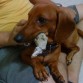 ESTE ES MI VINNY, ES UN DASCHUND O TEKEL DE PELO CORTO ROJIZO, TIENE 1 AÑO 5 MESES Y PESA 6.5 KG, ES MUY INTELIGENTE, CARIÑOSO Y SOCIABLE, ES EL CONSENTIDO DE LA CASA...