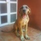 Rufus con cuatro meses.