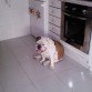 KIRA EN VERANO TOCA CUIDARLES MUXO 