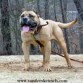 perro presa canario