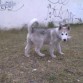 3meses