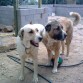 Los dos juntitos, y se ha colado la obra