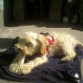 Mascando su huezitoo