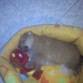 durmiendoo ahora ni cabe en su camaa