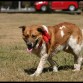 Nerón, macho,  cruce de mastín nacido en 2.009, de tamaño mediano.