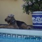 Este es Pancho