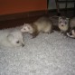 Rocky,Ary,Noa y Nuka