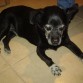 Negrito