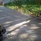 Me pregunto qué diablos pasará por sus cabecitas. Nova probablemente pensando en jugar, pero ¿y el gato?