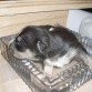 thor con tan solo 7 dias