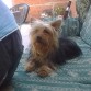 a lunita le encanta sentarse en el sillon