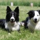 border collies