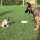 Pierrot es el de la derecha, socializando con cachorros.