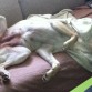 Una siesta perruna