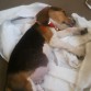 Cooper, Beagle Tricolor  Macho.

En esta fotografía cuando lo llevaba a la oficina...y era un panzón muy chiquito. (2 meses prox).