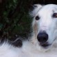 Russian Gold Borzoi