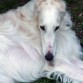 Russian Gold Borzoi